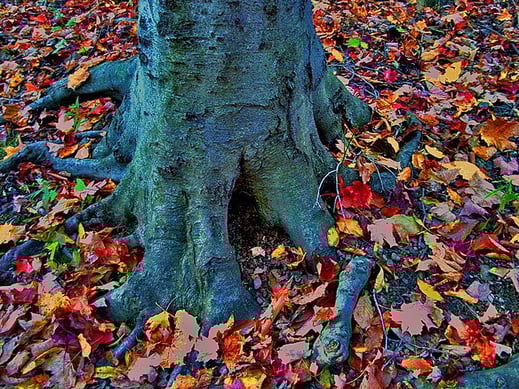 body_roots.jpg